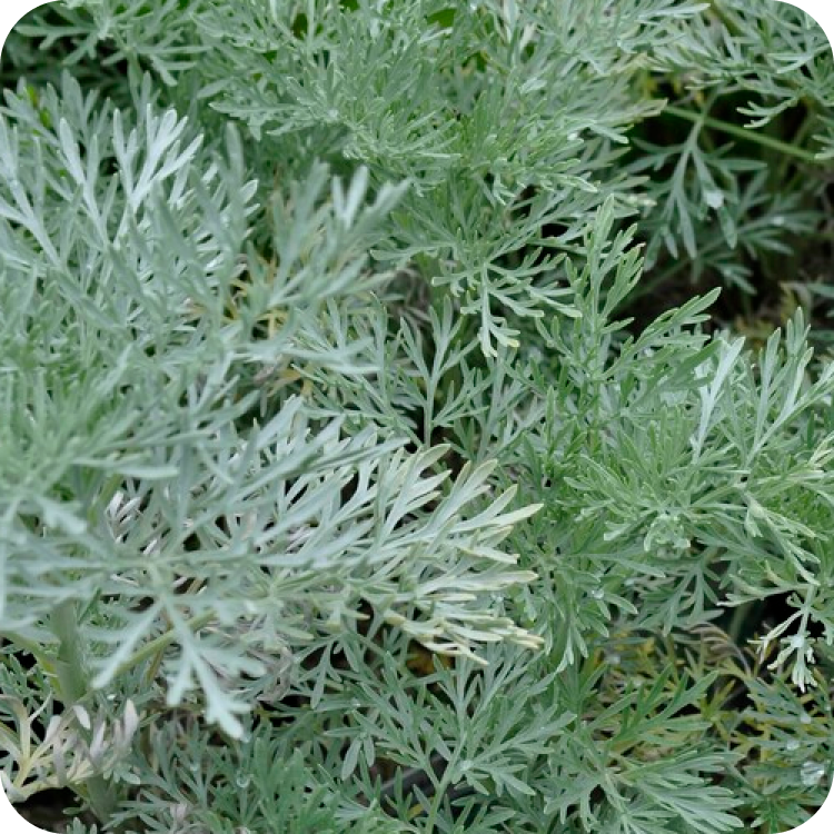 Close-up of dense, silvery-green artemisia plant leaves with a feathery texture. The foliage appears lush and is densely packed, with a soft, intricate pattern. The image is taken from above, showcasing the plants delicate structure.