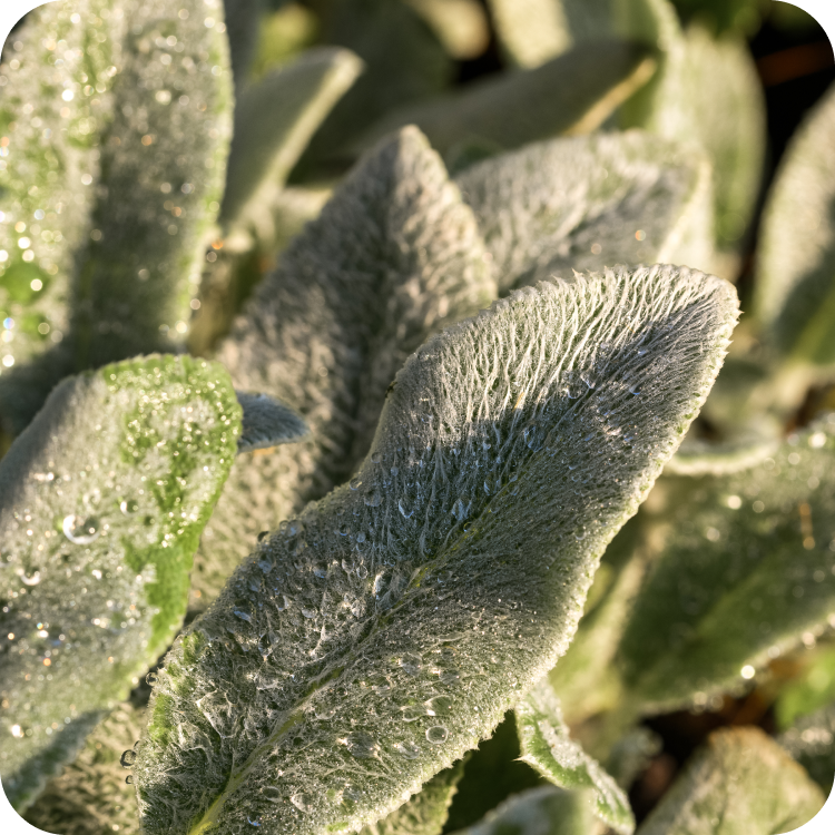 Close-up of lambs ear plant leaves covered in dew drops. The leaves appear fuzzy and grayish-green, with sunlight highlighting their texture.