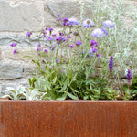 The Calm Planter Collection by We Say Grow features a rust-colored rectangular metal planter with purple and blue flowers and lush green foliage, sitting against a stone wall for a soothing, healing garden ambiance.
