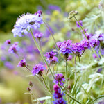 In the Calm Planter Collection by We Say Grow, a cluster of purple flowers with slender green stems is sharply focused, surrounded by a soft blur of similar blooms and greenery. A pale lavender flower stands out against deeper purples, creating a serene garden vibe.