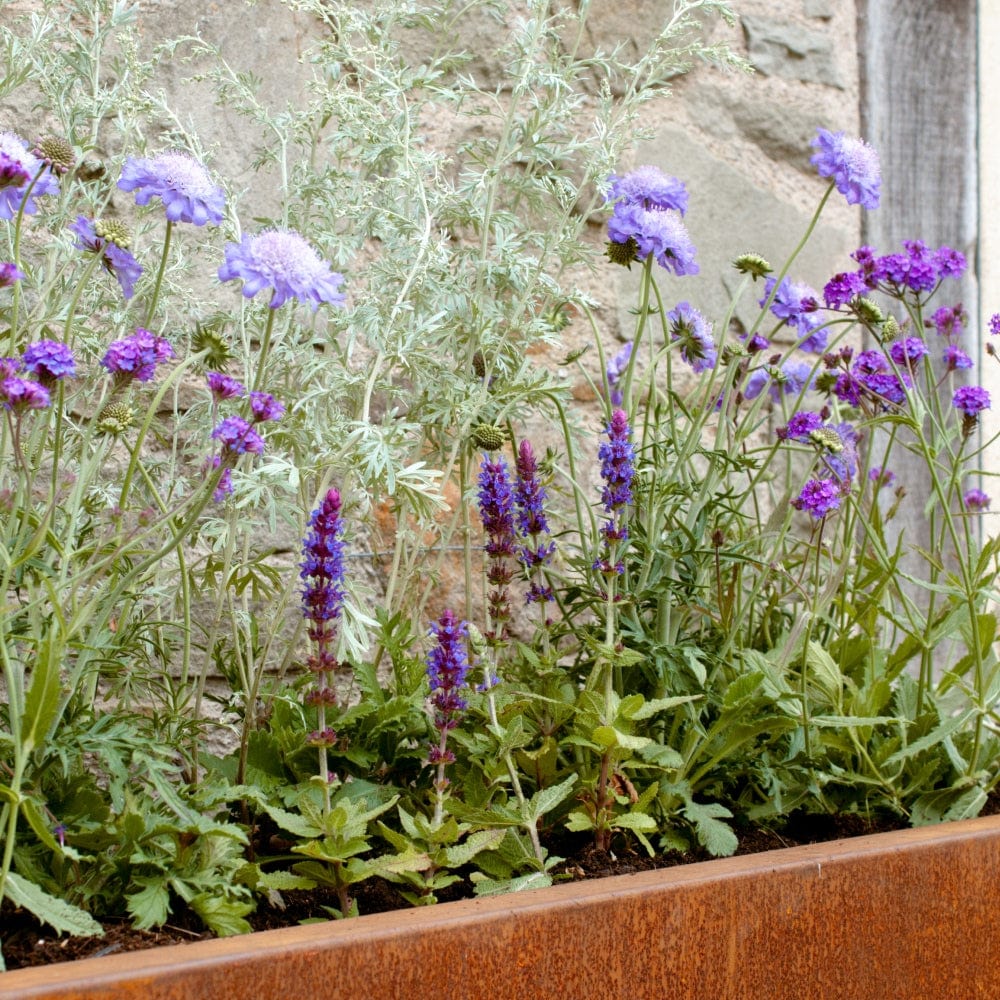 The Calm Planter Collection by We Say Grow features a rectangular planter box with meditative plants showcasing green foliage and blooming purple and lavender flowers against a gray, weathered stone wall, evoking a healing garden in natural sunlight.