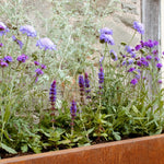 The Calm Planter Collection by We Say Grow features a rectangular planter box with meditative plants showcasing green foliage and blooming purple and lavender flowers against a gray, weathered stone wall, evoking a healing garden in natural sunlight.
