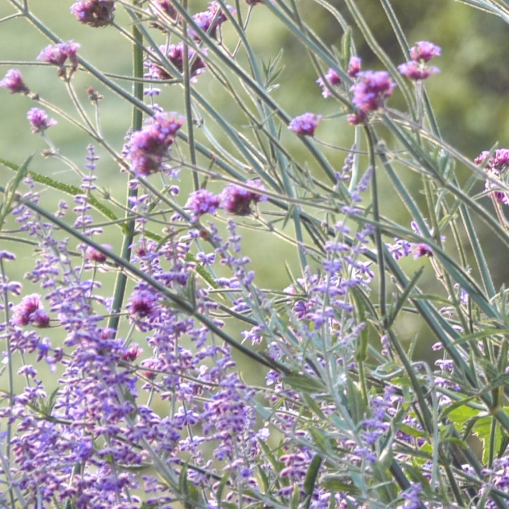 The Calm Planter Collection by We Say Grow features a healing garden with slender green stems topped with clusters of small purple flowers against a blurred green background, creating a serene outdoor setting. These meditative plants display blooms in various shades of light and dark purple.