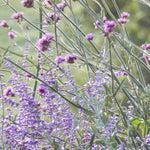 The Calm Planter Collection by We Say Grow features a healing garden with slender green stems topped with clusters of small purple flowers against a blurred green background, creating a serene outdoor setting. These meditative plants display blooms in various shades of light and dark purple.