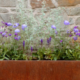 Calm Container Collection