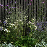 Calm Border Collection