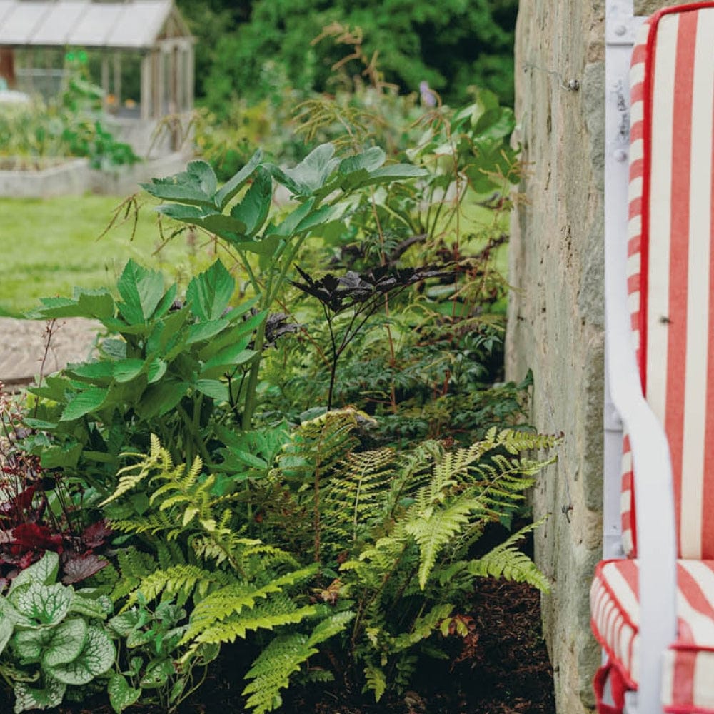 The Curious Flower Bed Collection from We Say Grow transforms a small garden into an exotic paradise with lush green and burgundy jungle plants and ferns next to a stone wall. A red and white striped chair peeks in on the right, while hardy perennials enhance the depth around a greenhouse in the background.