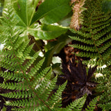 The Curious Flower Bed Collection by We Say Grow cultivates an exotic garden ambiance with bright green fern leaves in the foreground and darker, almost brownish plants mingling with glossy leaves in the background, creating a rich texture of light and shadow.