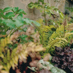 The Curious Flower Bed Collection by We Say Grow thrives with jungle plants and hardy perennials near a light-toned wall. This vibrant garden features diverse foliage, including textured fern leaves and broad-leaved plants, creating an exotic and layered lush scene.