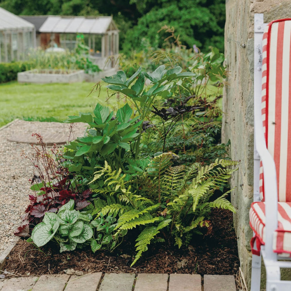 A garden with various green plants and foliage beside a stone wall. A gravel path leads to a greenhouse in the background. A red and white striped chair is partially visible on the right. Lush greenery surrounds the area.