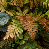A close-up of the Curious Flower Bed Collection by We Say Grow reveals a mix of green and brown leaves, showcasing hardy perennials. With various textures and colors, some feature an exotic garden pattern transitioning from lush green to deep brown.