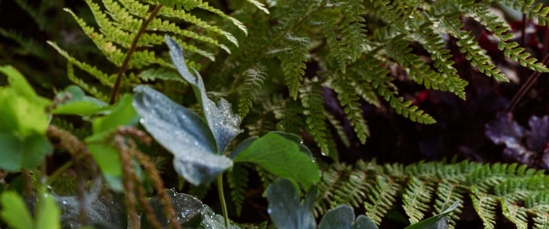 Close-up of green leaves and ferns with water droplets on them. The image captures various shades of green as the plants overlap, creating a dense, lush effect. The background fades into darker tones, with hints of maroon foliage.