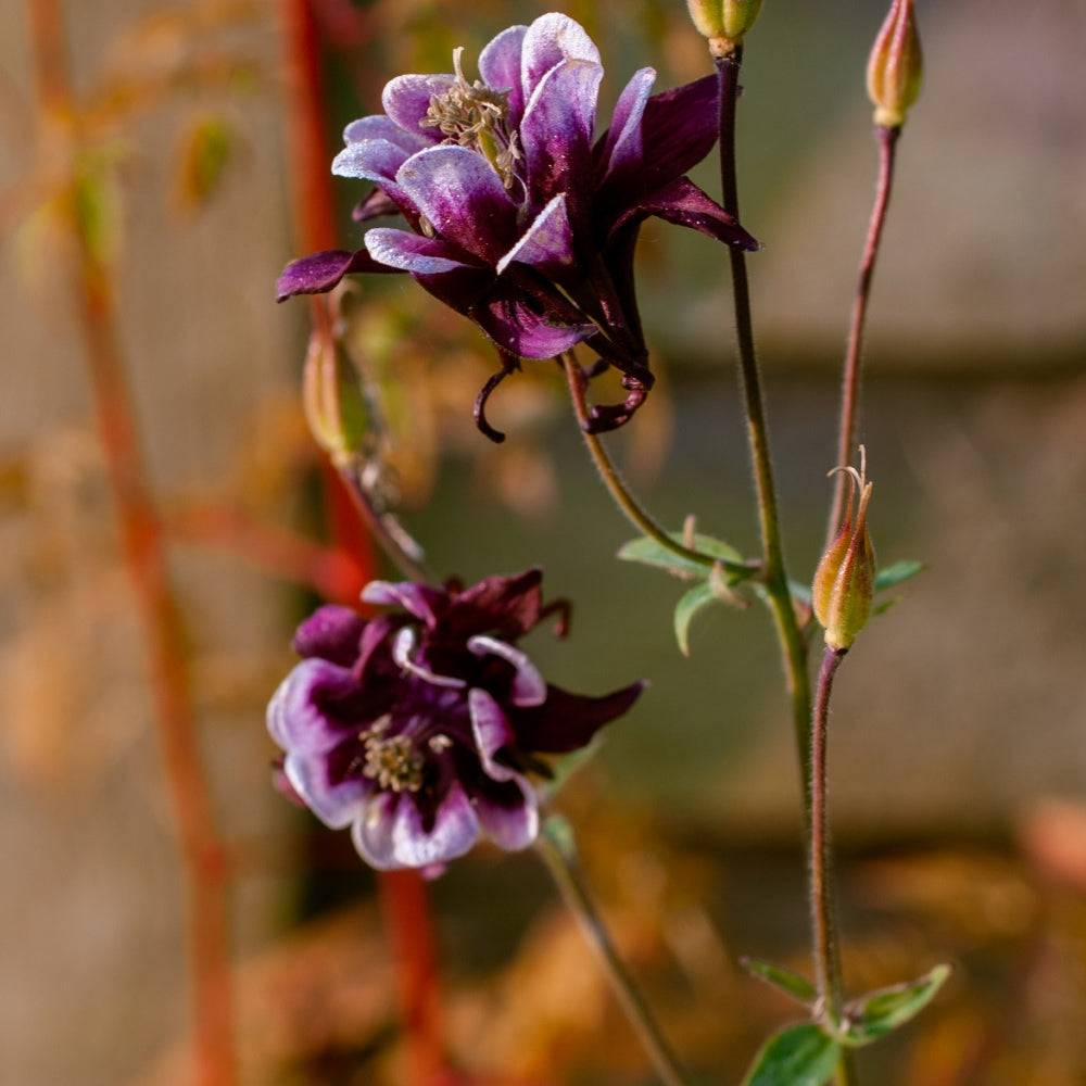 Two purple and white columbine flowers bloom on a single stem. Several closed buds are visible on the stem. The background is blurred, showcasing a vertical wooden surface and some foliage.