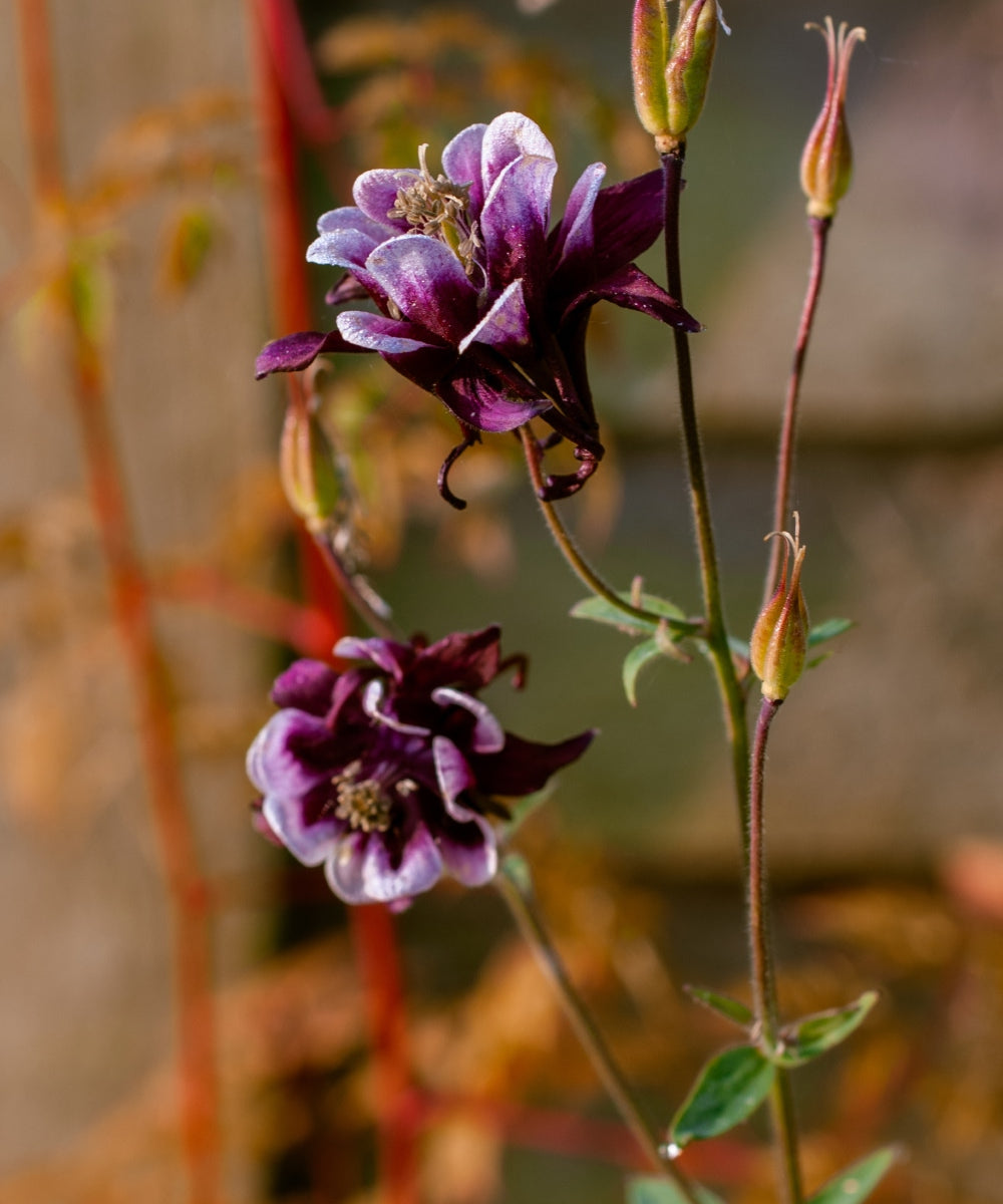 Two purple and white columbine flowers bloom on a single stem. Several closed buds are visible on the stem. The background is blurred, showcasing a vertical wooden surface and some foliage.