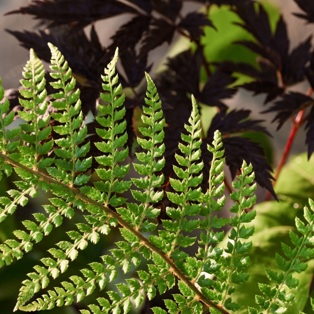 A close-up of a vibrant green fern frond against a background of dark purple leaves. Sunlight creates shadows and highlights on the textured surface of the leaves. The contrast between the colors is pronounced.