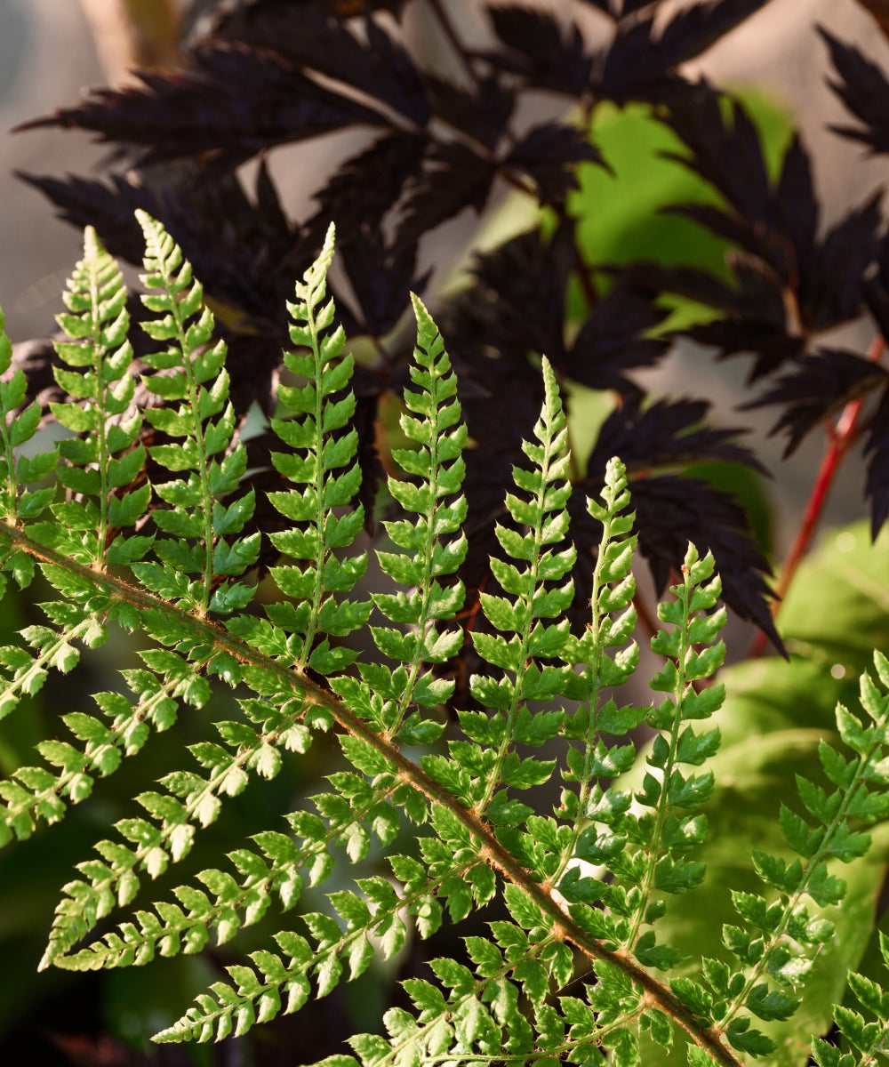A close-up of a vibrant green fern frond against a background of dark purple leaves. Sunlight creates shadows and highlights on the textured surface of the leaves. The contrast between the colors is pronounced.