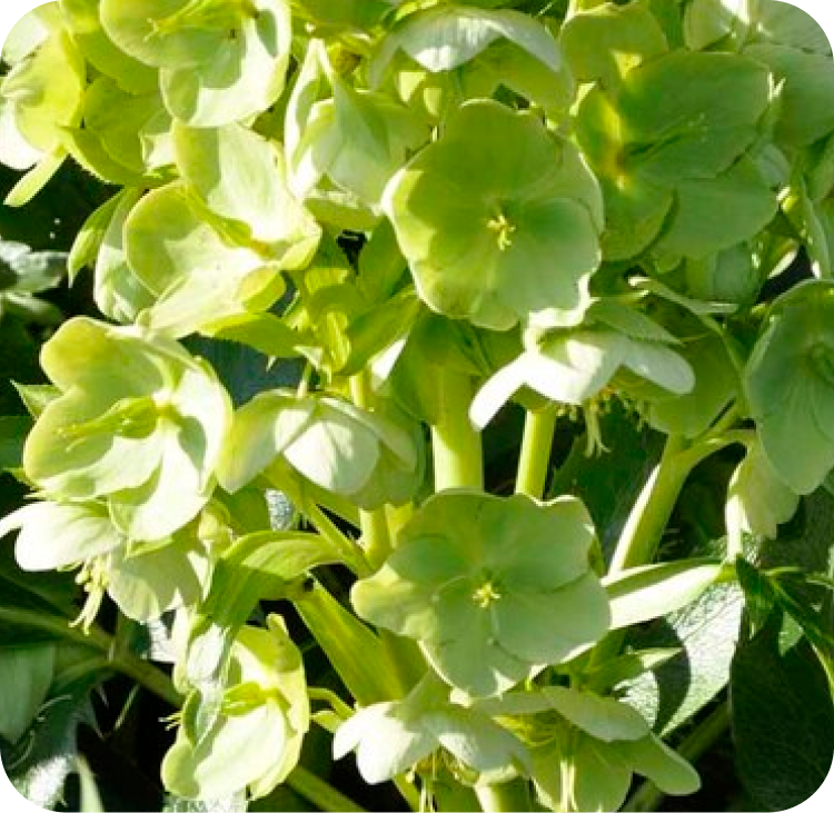 Close-up of a cluster of green hellebore flowers in full bloom. The flowers have a pale green color and are surrounded by lush green leaves, set against a background of foliage.