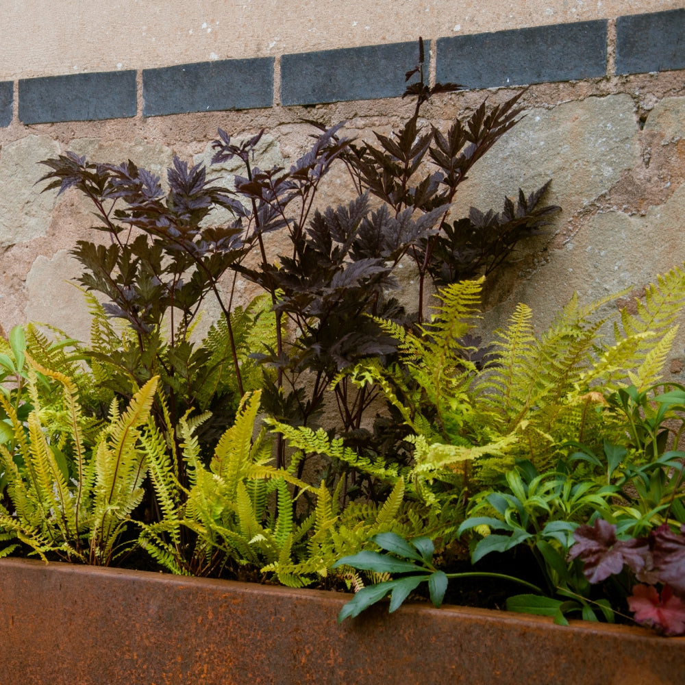 A rectangular planter filled with lush greenery is set against a stone and brick wall. The planter contains various plants, including dark purple leafy plants and bright green ferns, adding a contrast of colors and textures.