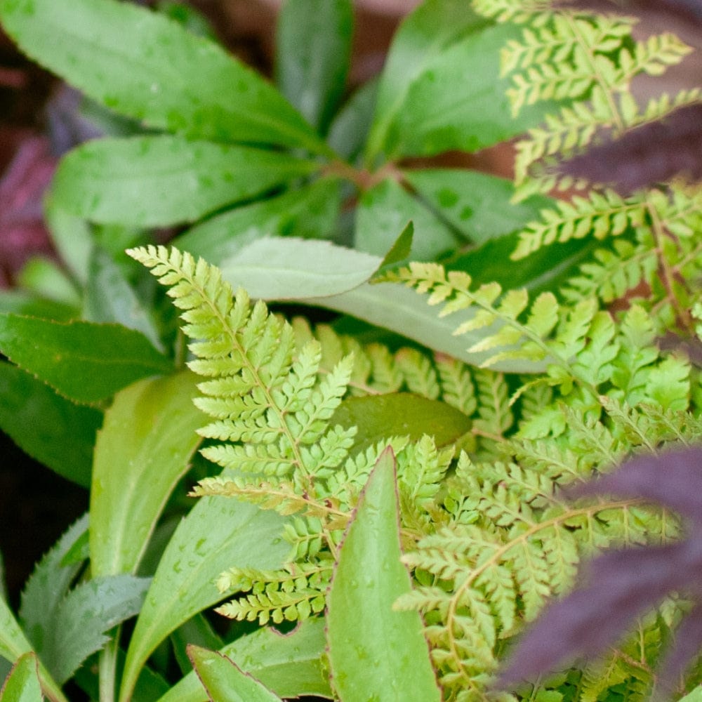 Close-up of the Curious Planter Collection by We Say Grow, featuring lush jungle plants with smooth and fern-like fronds covered in glistening droplets. This image highlights a mix of leaf shapes and sizes, creating a layered texture that evokes an exotic garden feel.