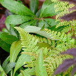 Close-up of the Curious Planter Collection by We Say Grow, featuring lush jungle plants with smooth and fern-like fronds covered in glistening droplets. This image highlights a mix of leaf shapes and sizes, creating a layered texture that evokes an exotic garden feel.