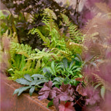 The Curious Planter Collection by We Say Grow transforms garden beds with lush green and purple perennials and jungle plants. Featuring diverse textures and shades like ferns and leafy foliage, it creates an exotic feel. A slightly blurred foreground adds depth to the image.