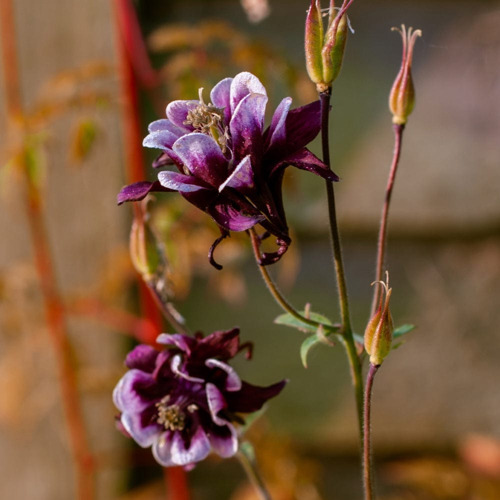 A close-up of the Curious Planter Collection by We Say Grow shows a columbine plant with layered, ruffled purple and white blooms. Several unopened buds adorn the stem against a blurred backdrop of vertical wooden planks and foliage, ideal for an exotic garden.