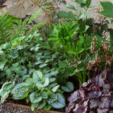 Curious Border Collection