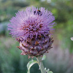 A bee visits a purple Cynara flower, its spiky petals highlighted against silvery-green leaves in this close-up. The vivid bloom of this perennial plant is a true Kind add-on showstopper by We Say Grow.