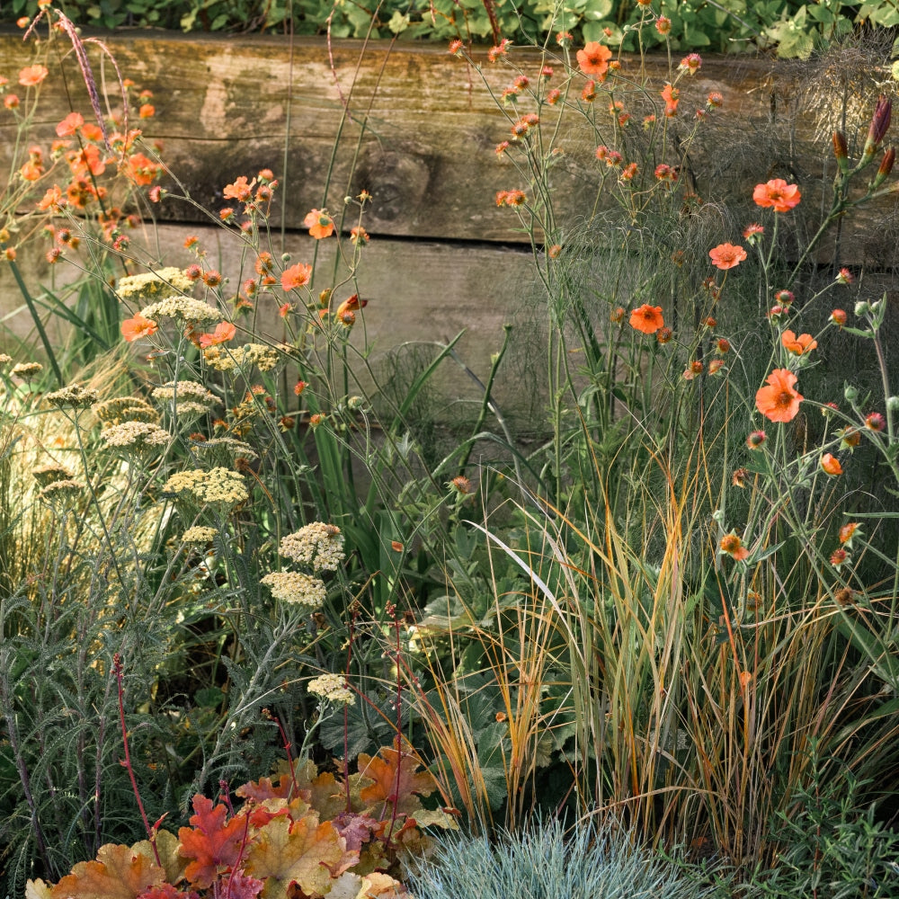 A garden scene featuring orange flowers, likely milkweed, and yellow blooms, possibly yarrow, with green grasses. The plants are in front of a wooden fence, and theres a mix of foliage in the background.