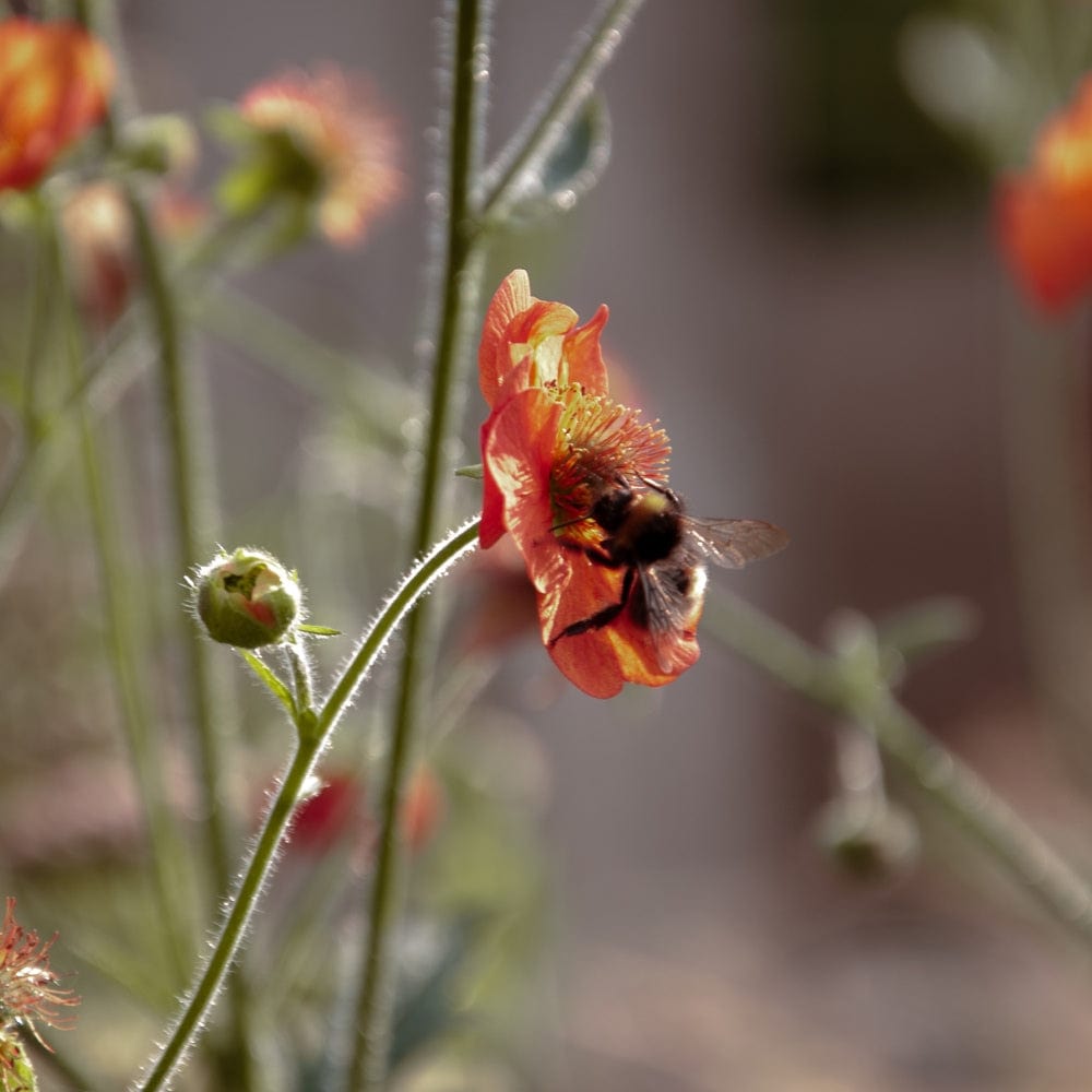 In a wild meadow, a bee collects nectar from an orange bloom of the Inspired Flower Bed Collection by We Say Grow. Its multiple stems and buds blend into a sunny background of blooms, casting soft shadows on petals, evoking a Mediterranean vibe.