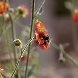 In a wild meadow, a bee collects nectar from an orange bloom of the Inspired Flower Bed Collection by We Say Grow. Its multiple stems and buds blend into a sunny background of blooms, casting soft shadows on petals, evoking a Mediterranean vibe.