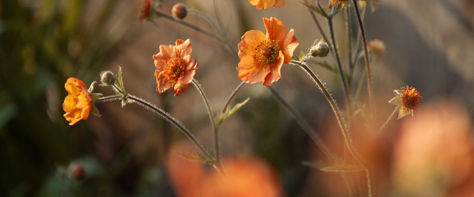Orange wildflowers with slender stems and fuzzy leaves are shown in a soft-focus image. The background is blurred, highlighting the flowers, with warm sunlight illuminating them from the side.