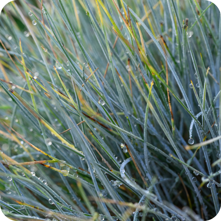Close-up of grass blades with dew droplets. The grass is a mix of blue-green and yellowish hues, with the droplets scattered across the surface, capturing light and adding a glistening effect. The image has a soft, natural appearance.