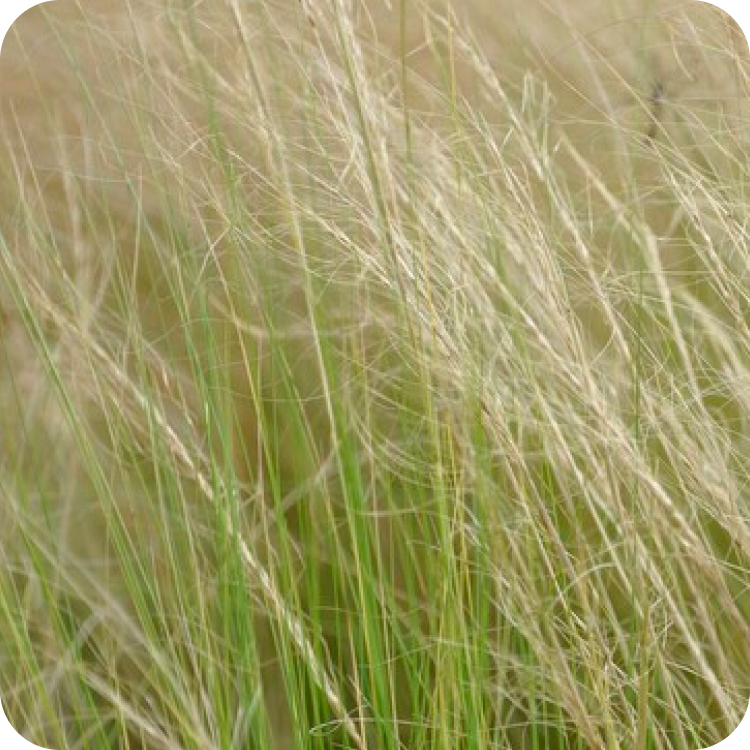 Close-up of tall, thin grass blades with a mix of green and beige colors, swaying slightly. The background is softly blurred, highlighting the delicate strands and their textured appearance.