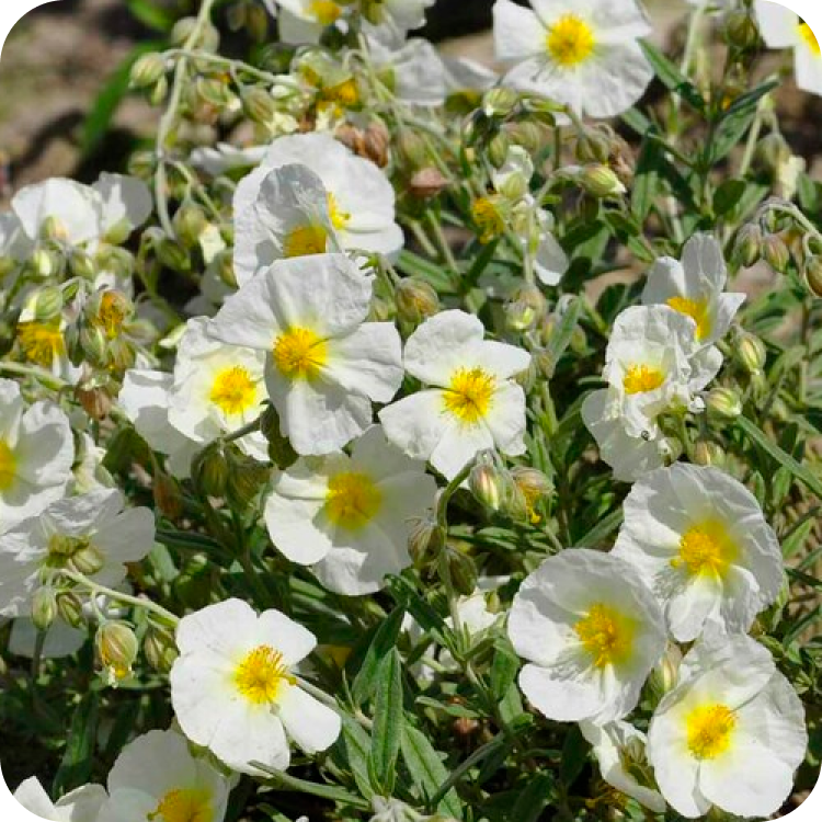 A cluster of white flowers with yellow centers blooms in a garden setting. The flowers have delicate petals and are surrounded by green foliage. Some buds are visible, suggesting more flowers to bloom. The sunlight casts soft shadows.