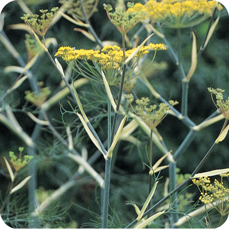 Close-up of a fennel plant with tall, slender green stems and clusters of small yellow flowers at the top. Light green, feathery leaves are visible in the background.