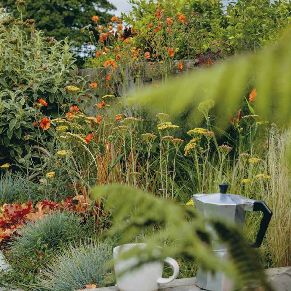 A lush garden features a variety of plants with orange and yellow flowers. A white coffee cup and a silver moka pot sit on a wooden surface in the foreground. A fern partially obscures the view.