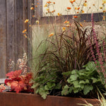 The Inspired Planter Collection by We Say Grow features a diverse array of plants with lush green foliage, striking red leaves, and small orange flowers. Bordered by a rustic metal edge and set against a wooden door and yellow wall, it exudes a subtle Mediterranean charm.