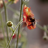 A bumblebee collects pollen from a bright orange flower, part of the delicate Inspired Planter Collection by We Say Grow. Nearby is a small bud, with softly blurred greenery that creates a tranquil Mediterranean vibe.