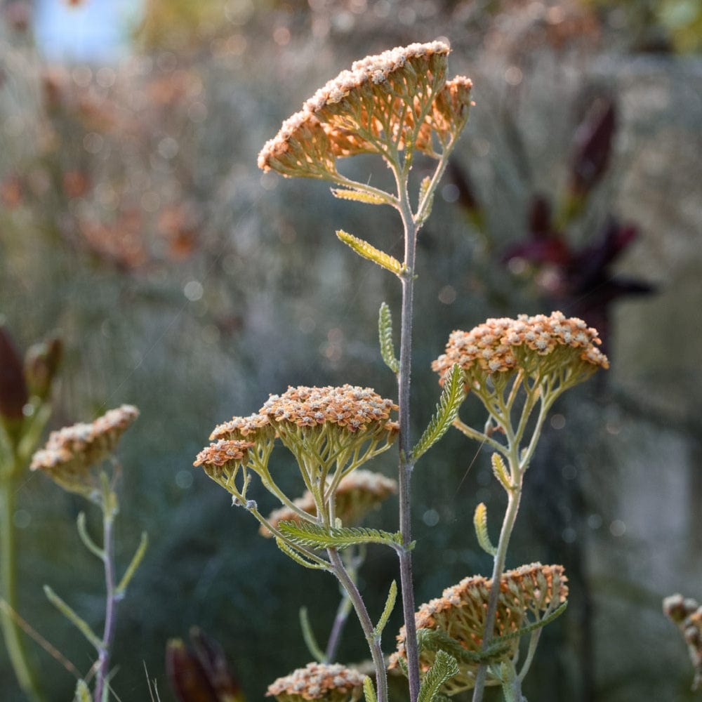 The Inspired Planter Collection by We Say Grow features pale orange yarrow flowers with green stems and leaves, set against a blurred foliage background that evokes a Mediterranean vibe. The flat-topped clusters capture wild meadow charm in soft lighting.