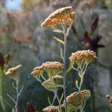 The Inspired Planter Collection by We Say Grow features pale orange yarrow flowers with green stems and leaves, set against a blurred foliage background that evokes a Mediterranean vibe. The flat-topped clusters capture wild meadow charm in soft lighting.