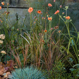 Kind Border Collection