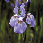 The Calm add-on showstopper from We Say Grow captures the perennial beauty of a light purple iris, highlighting its delicate, textured petals and visible veining. The blurred background features green foliage and hints of lavender from other irises.