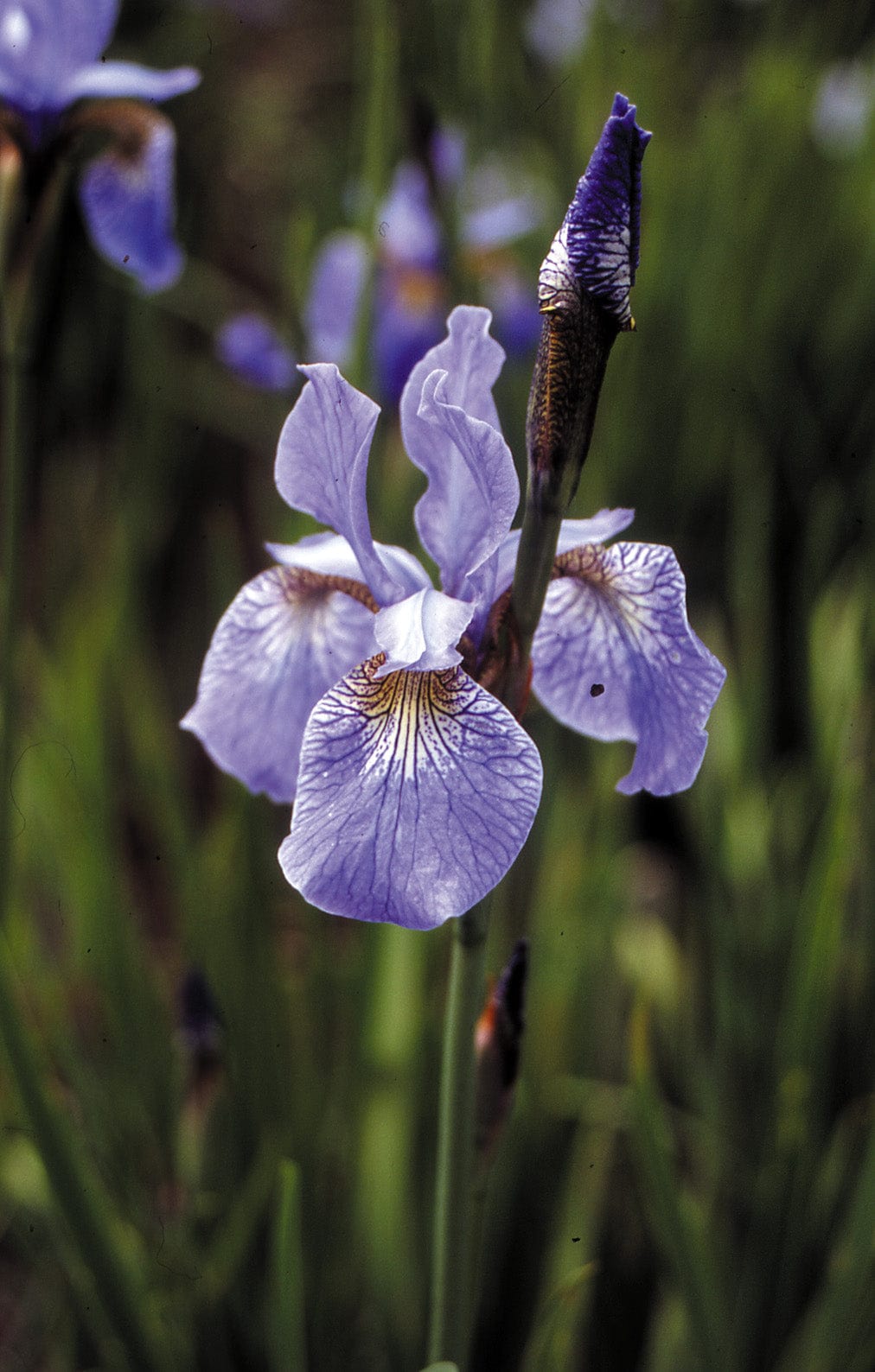 The Calm add-on showstopper from We Say Grow captures the perennial beauty of a light purple iris, highlighting its delicate, textured petals and visible veining. The blurred background features green foliage and hints of lavender from other irises.