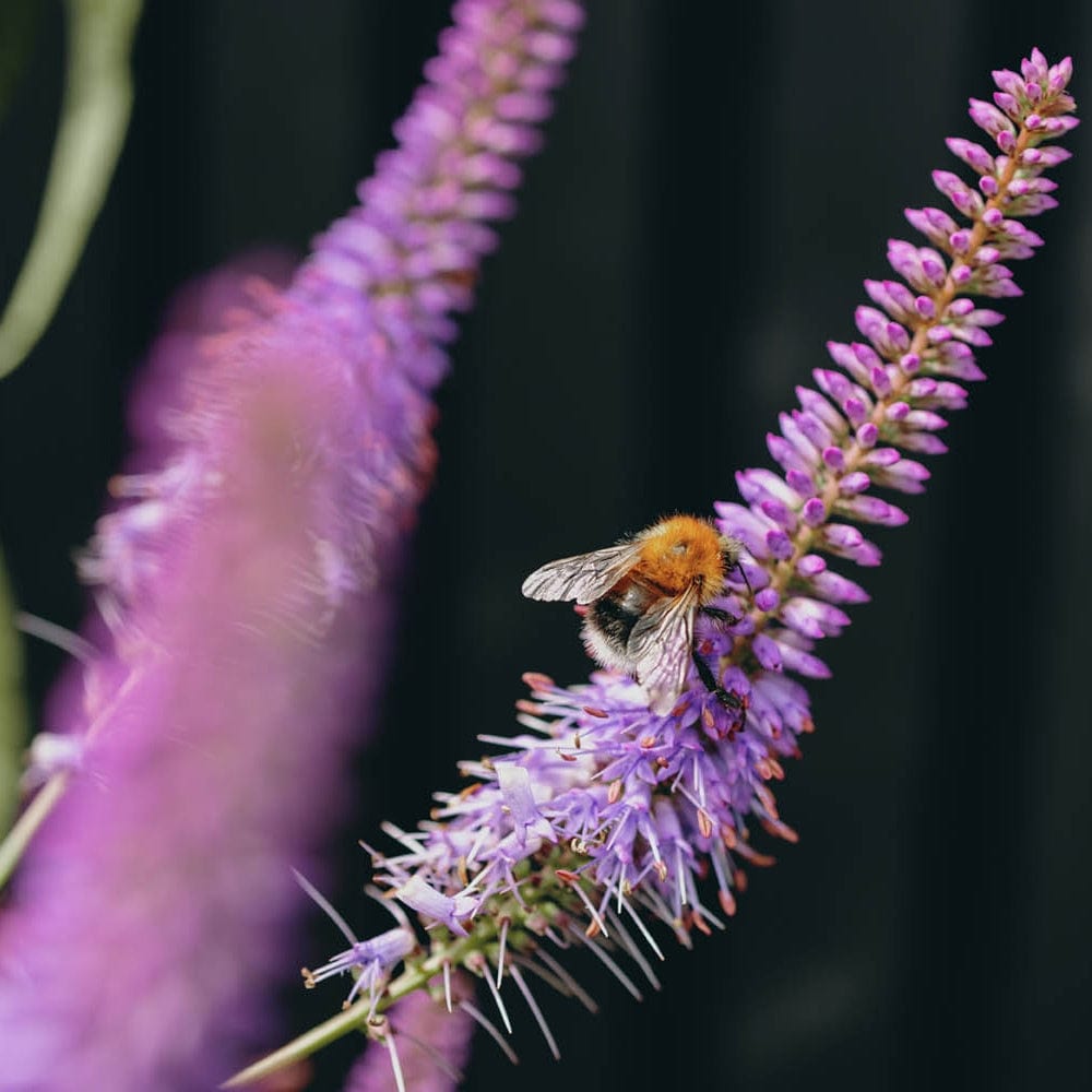 A bumblebee with an orange and black body perches on a purple spiky bloom from the Kind Flower Bed Collection by We Say Grow, collecting pollen. The blurred background highlights the bee and its floral stage.