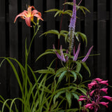 The Kind Flower Bed Collection by We Say Grow creates a vibrant garden scene with perennials against a dark wooden fence. An orange lily stands out on the left, accompanied by purple and pink flowers with elongated leaves that attract bees with their vivid colors.