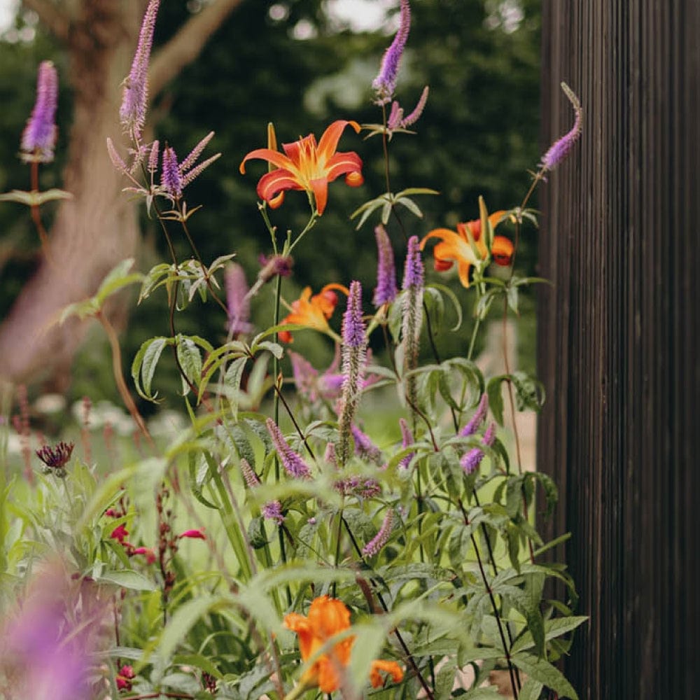 The Kind Flower Bed Collection by We Say Grow features vibrant orange lilies and purple perennials flourishing beside a wooden structure. Green foliage encircles the blossoms with bees buzzing around, while a tree trunk and blurred greenery enhance the serene scene.