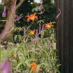 The Kind Flower Bed Collection by We Say Grow features vibrant orange lilies and purple perennials flourishing beside a wooden structure. Green foliage encircles the blossoms with bees buzzing around, while a tree trunk and blurred greenery enhance the serene scene.
