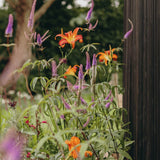 The Kind Flower Bed Collection by We Say Grow features vibrant orange lilies and purple perennials flourishing beside a wooden structure. Green foliage encircles the blossoms with bees buzzing around, while a tree trunk and blurred greenery enhance the serene scene.
