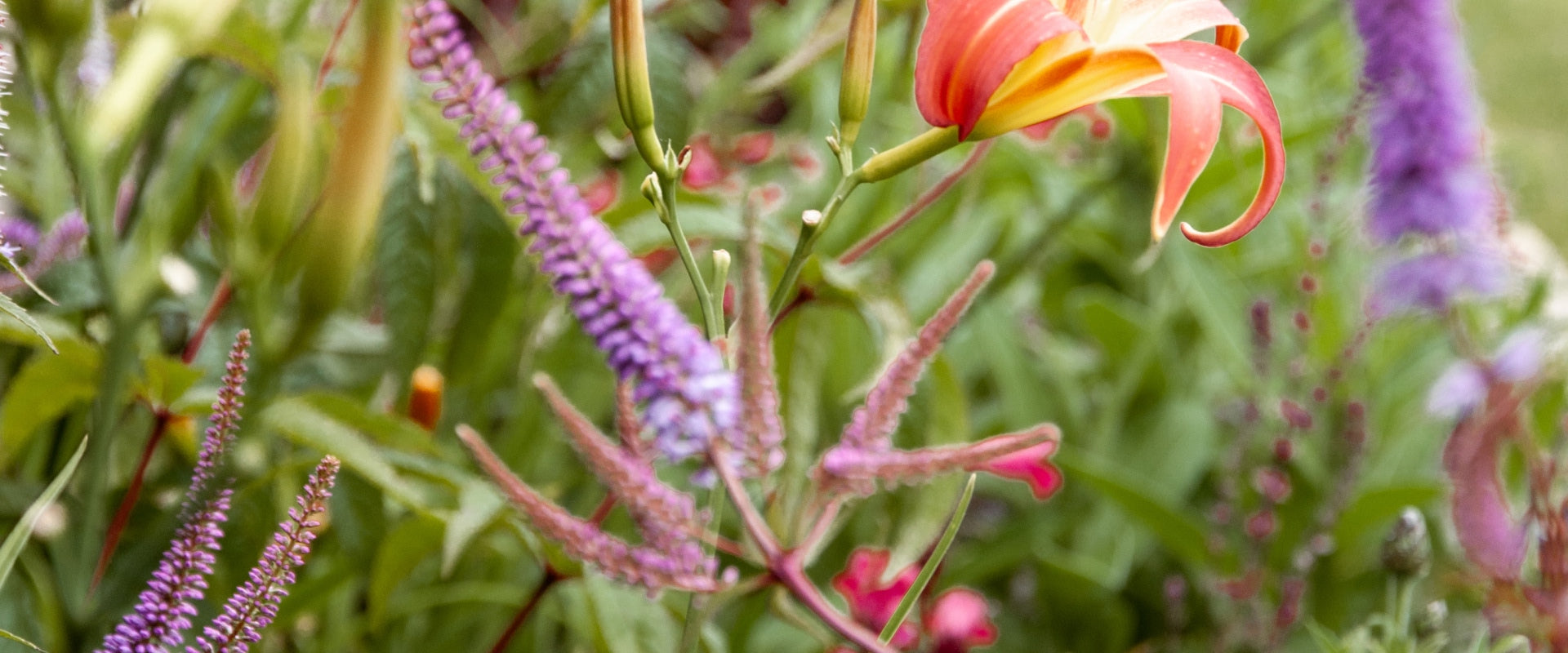 Close-up of a garden with various flowers. A prominent orange daylily blooms among long, slender purple flowers and green foliage. The background is blurred, highlighting the mix of vibrant colors and natural elements.